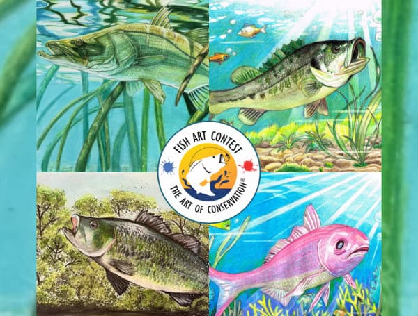 FWC announces winners of 2024 Florida State Fish Art Contest (FWC)