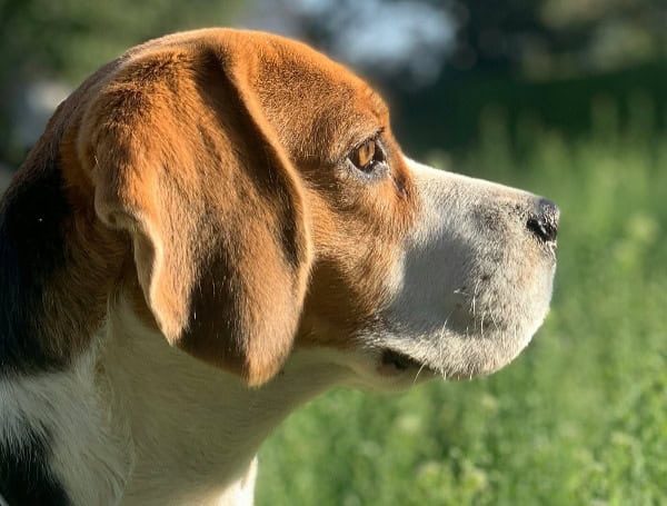 Beagle (Unsplash)