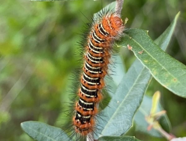 An echo moth caterpillar. Photo courtesy UF/IFAS