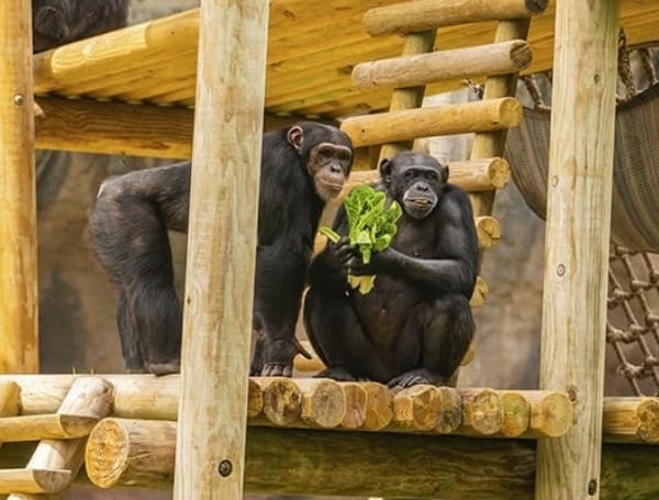 Chimpanzees at Busch Gardens Tampa Bay (Credit: JESSE ADAIR)