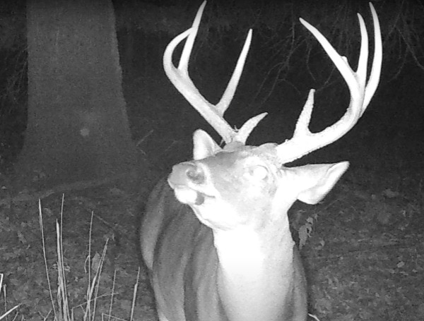Insights for Hunters: Mastering Nighttime Deer Behavior for Successful Hunts