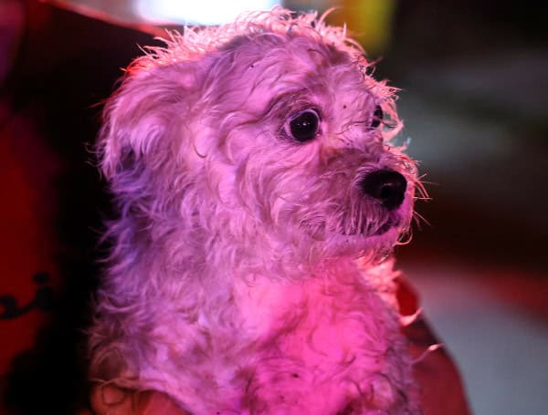Small Dog Saved From Overnight Blaze (HCFR)