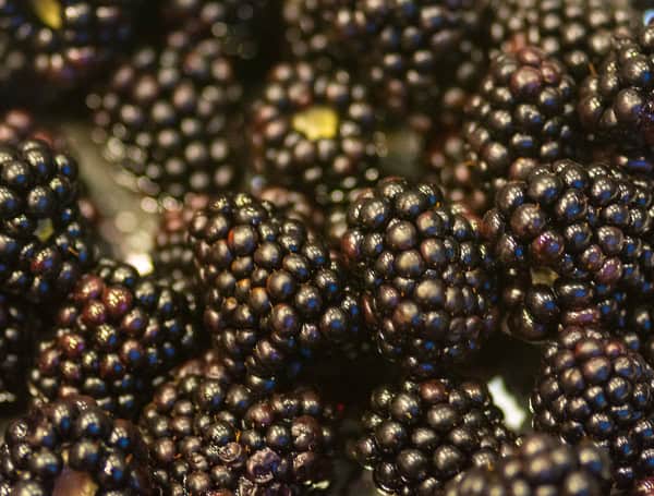 Blackberries from the breeding program at the UF/IFAS Gulf Coast Research and Education Center. Courtesy Alexander Schaller, UF/IFAS.