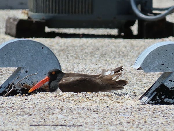 FWC: Florida Building Owners Provide Rooftop-Nesting Habitat For Shorebirds