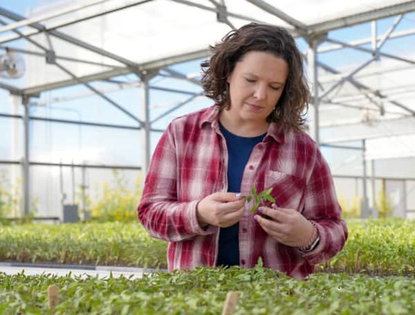 Jessica Chitwood-Brown, a UF/IFAS tomato breeder and an assistant professor of horticultural sciences at the Gulf Coast Research and Education Center. “Courtesy, Alice Akers, UF/IFAS.”