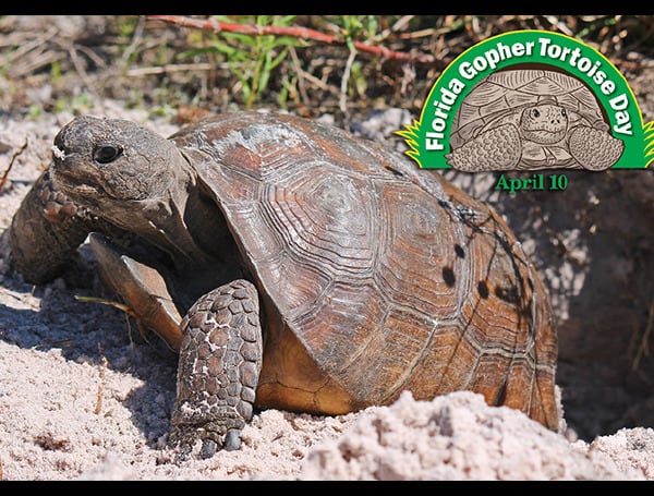 Gopher Tortoise Day (FWC)