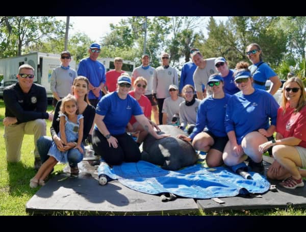 Historic Investments in Florida’s Water Quality and Manatee Rescue Projects Leads to Another Successful Release of a Manatee in Three Sisters Springs (Office Of The Governor)