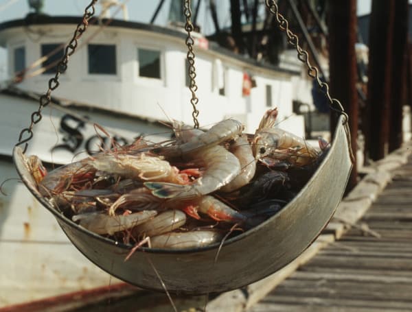 Shrimp being weighed at the dock. Photo by UF/IFAS