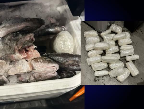 CBP officers discover packages of methamphetamine concealed inside an ice chest filled with fish. (CBP)