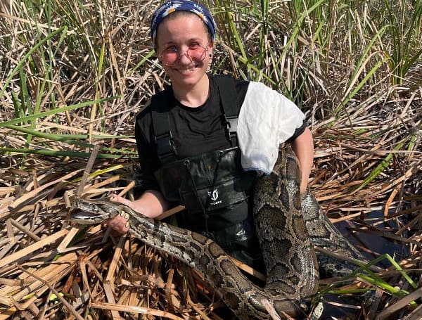 UF/IFAS wildlife biologist, Michelle Bassis, holds a large female Burmese pythons captured near one of our tagged male pythons in Everglades Francis S. Taylor Wildlife Management Area.(UF/IFAS Photography)