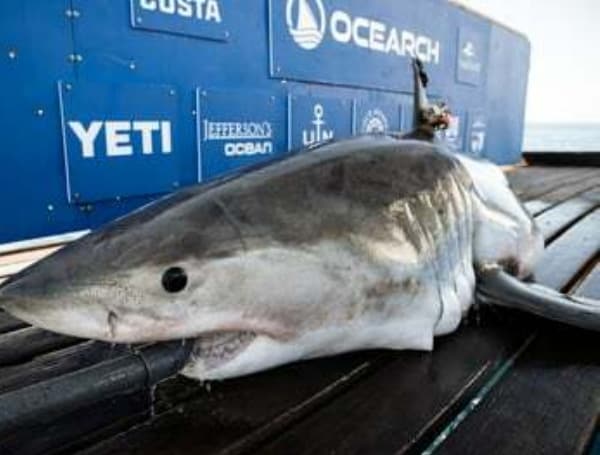 Penny (OCEARCH)