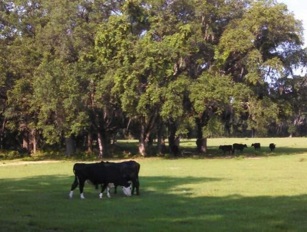 Holifield Family Farms, Old Town, Florida