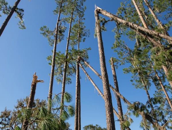 Photos: Trees damaged from Hurricane Idalia in 2023. (Photo: UF/IFAS)