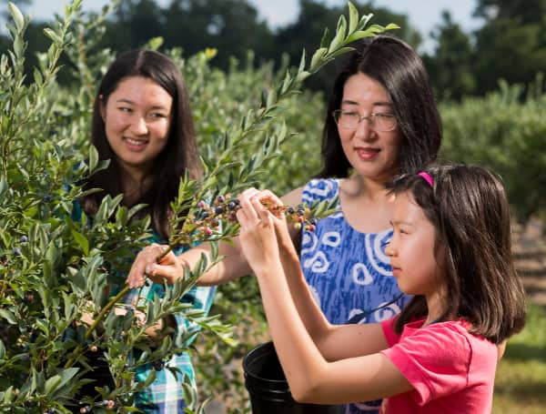 A mother and two daughters pick blueberries at a U-pick farm. By Tyler Jones, UF/IFAS photography.