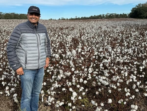 Agronomist Sudeep Sidhu stands beside a field of cotton. (Courtesy of Sudeep Sidhu)