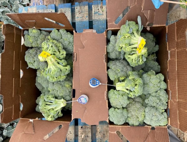 Broccoli shipped in a box. Courtesy, Jeff Brecht, UF/IFAS.