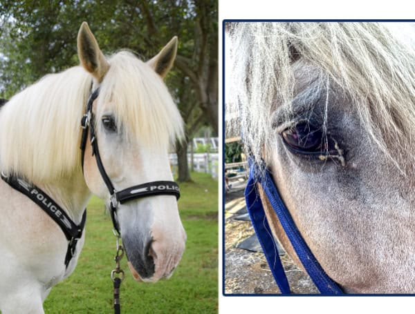 One gel pellet struck Police Mounted Patrol horse, Storm, in the neck and eye. (SPPD)