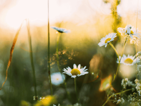 Will Spring Arrive Early? AccuWeather To Release Spring Forecast Amidst